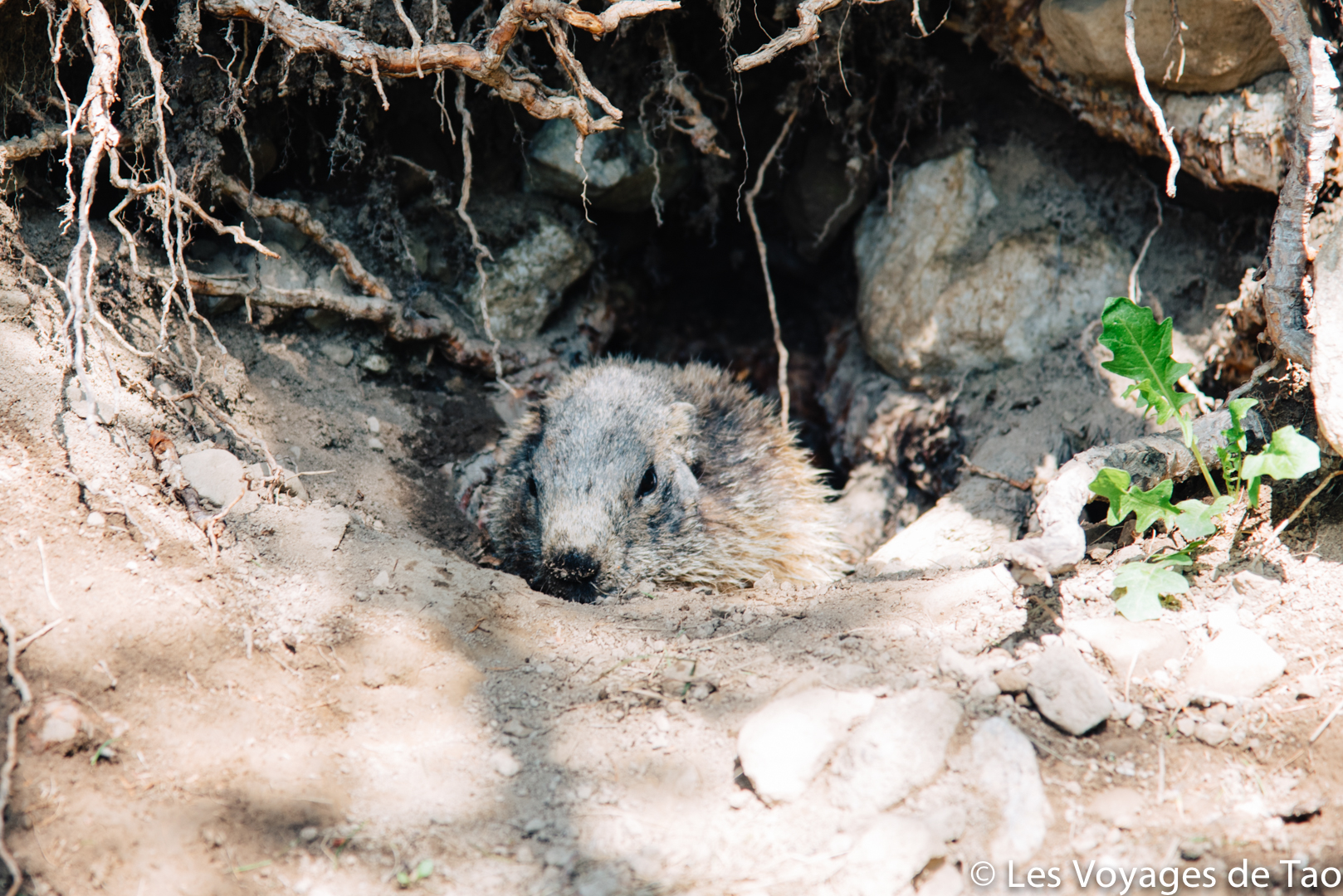 Marmottes lac d'allos