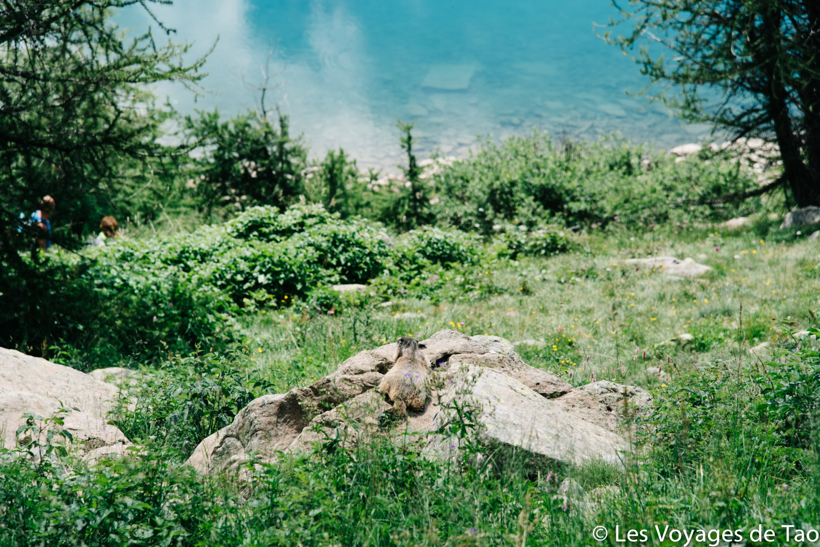 Marmottes lac d'allos
